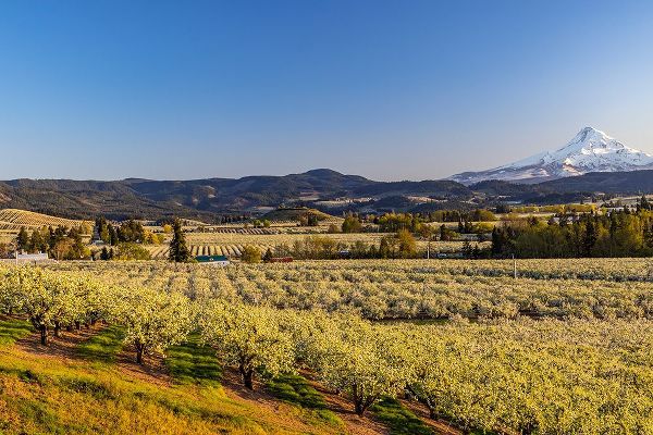 Haney, Chuck 아티스트의 Fruit orchards in full bloom with Mount Hood in Hood River-Oregon-USA작품입니다.